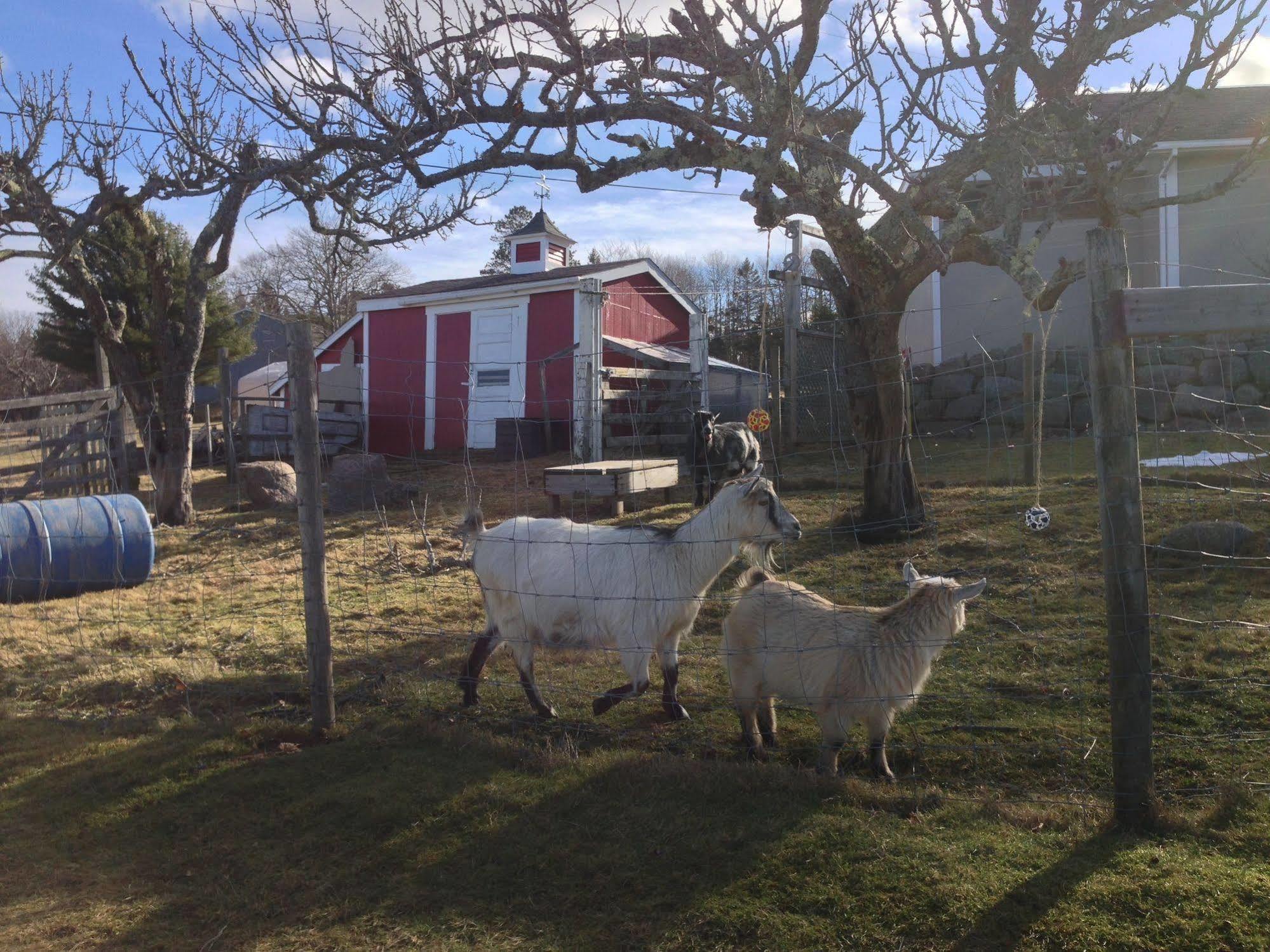 Upper Clements Cottages & Rv Park Annapolis Royal Dış mekan fotoğraf